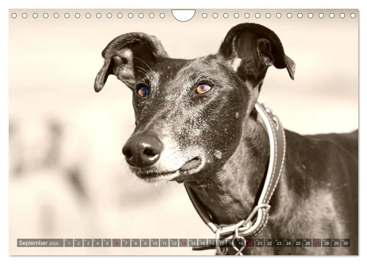 Bild: 9783457979952 | Galgo eye-catcher (Wandkalender 2026 DIN A4 quer), CALVENDO...