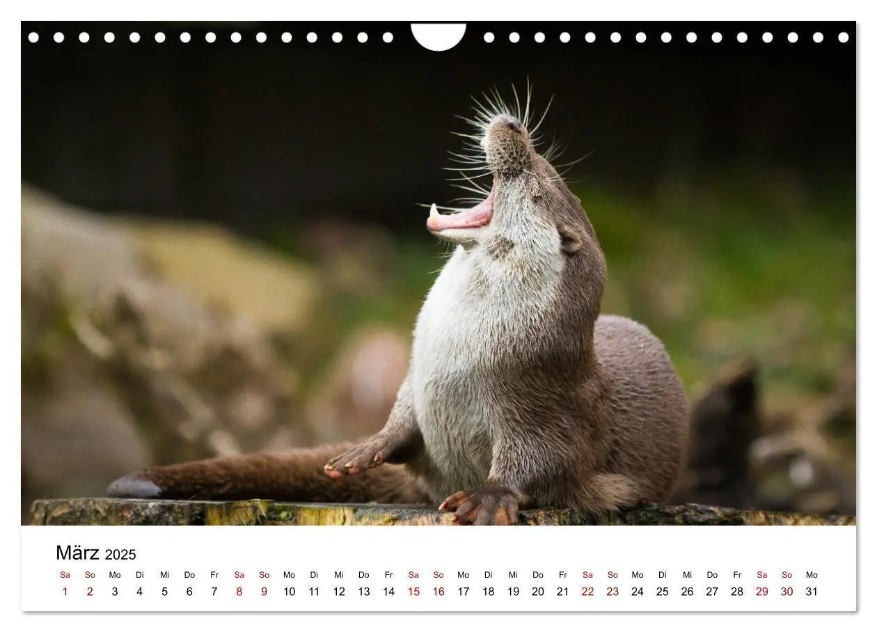 Bild: 9783435380053 | Otter - Jäger an Flüssen und Seen (Wandkalender 2025 DIN A4 quer),...