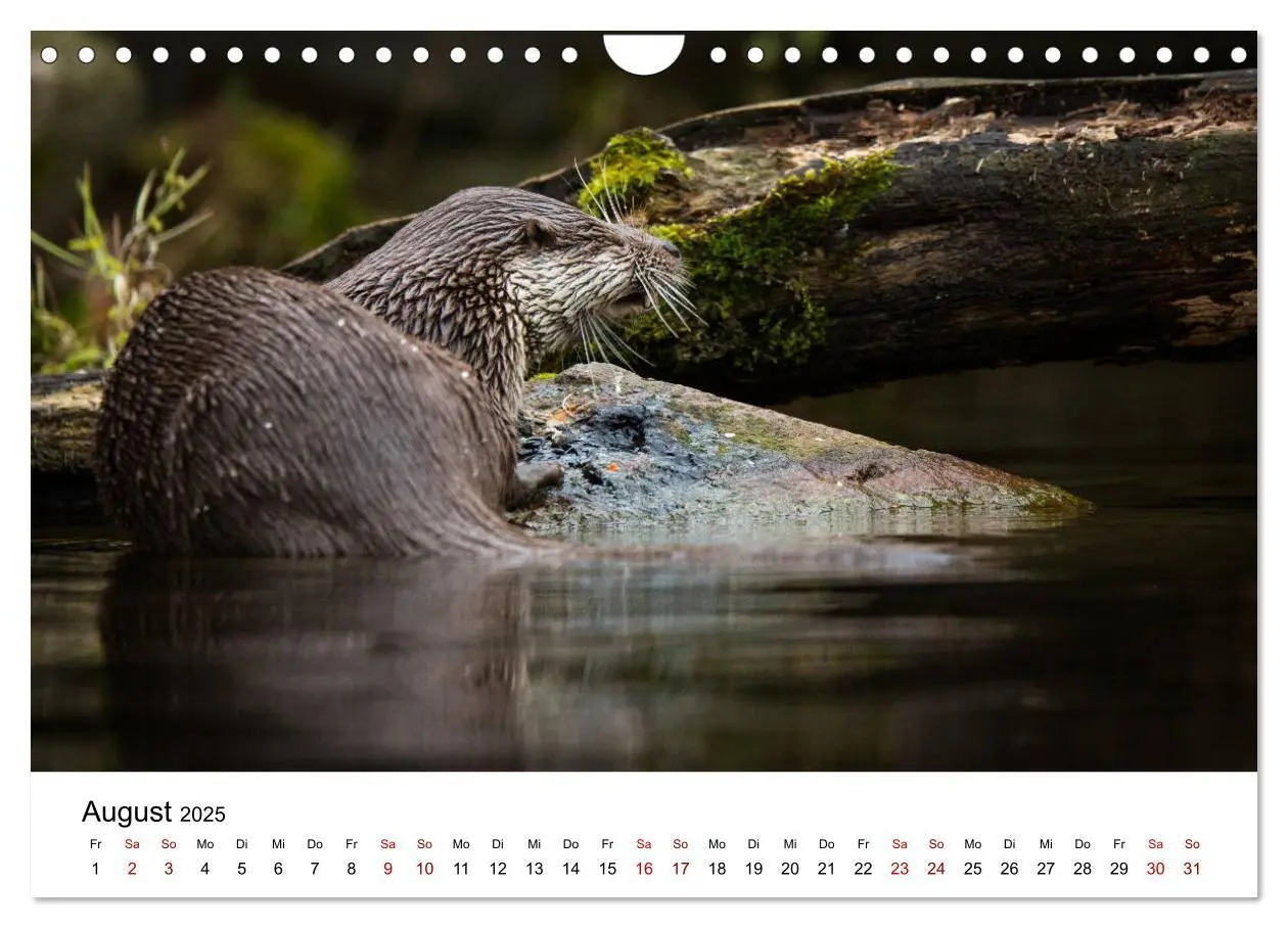 Bild: 9783435380053 | Otter - Jäger an Flüssen und Seen (Wandkalender 2025 DIN A4 quer),...