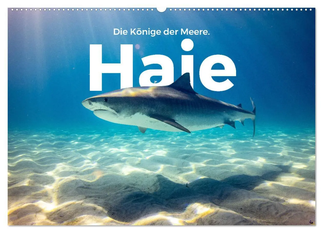 Cover: 9783457610053 | Haie - Könige der Meere. (Wandkalender 2026 DIN A2 quer), CALVENDO...