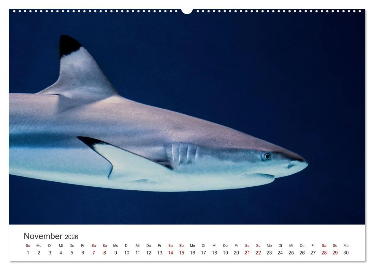 Bild: 9783457610053 | Haie - Könige der Meere. (Wandkalender 2026 DIN A2 quer), CALVENDO...