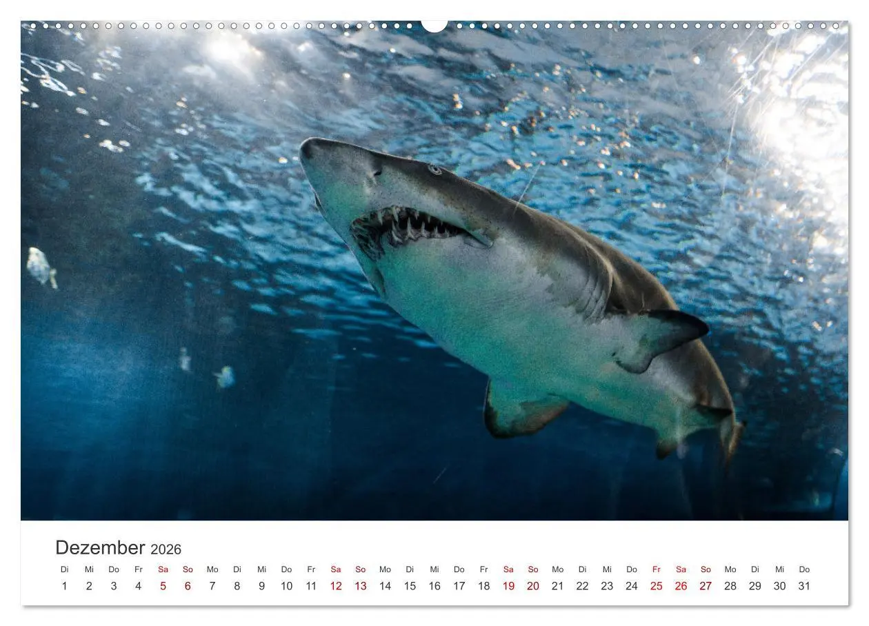 Bild: 9783457610053 | Haie - Könige der Meere. (Wandkalender 2026 DIN A2 quer), CALVENDO...