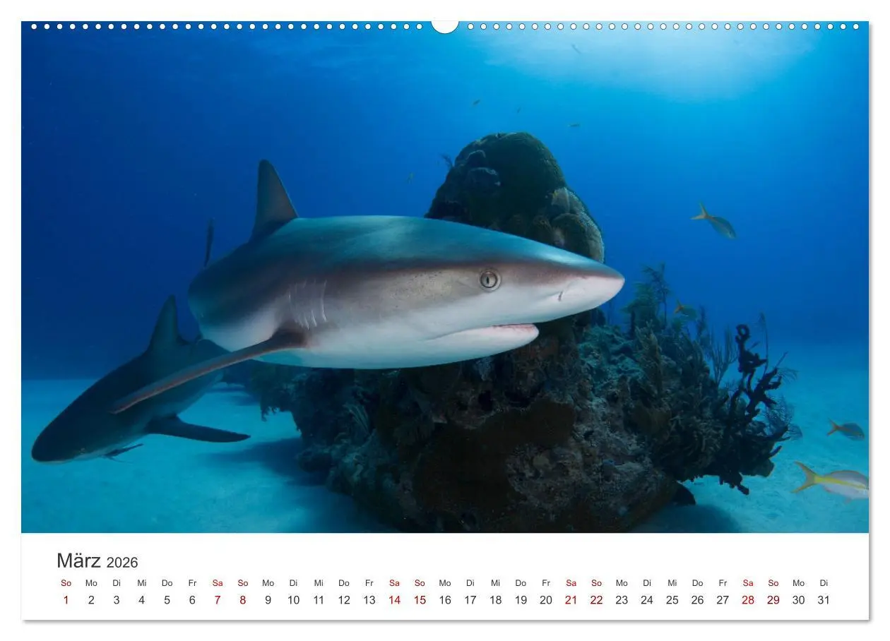 Bild: 9783457610053 | Haie - Könige der Meere. (Wandkalender 2026 DIN A2 quer), CALVENDO...