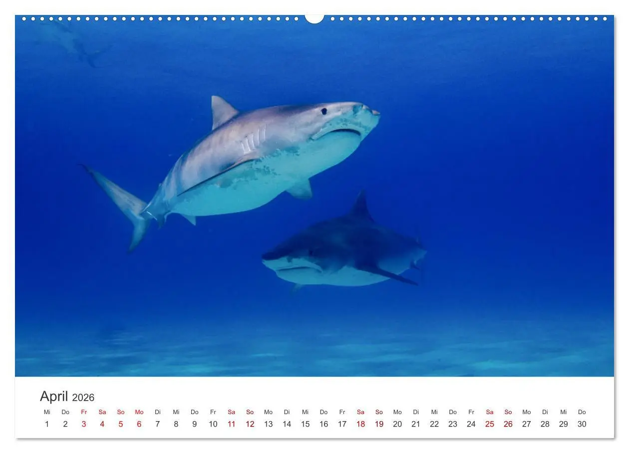 Bild: 9783457610053 | Haie - Könige der Meere. (Wandkalender 2026 DIN A2 quer), CALVENDO...
