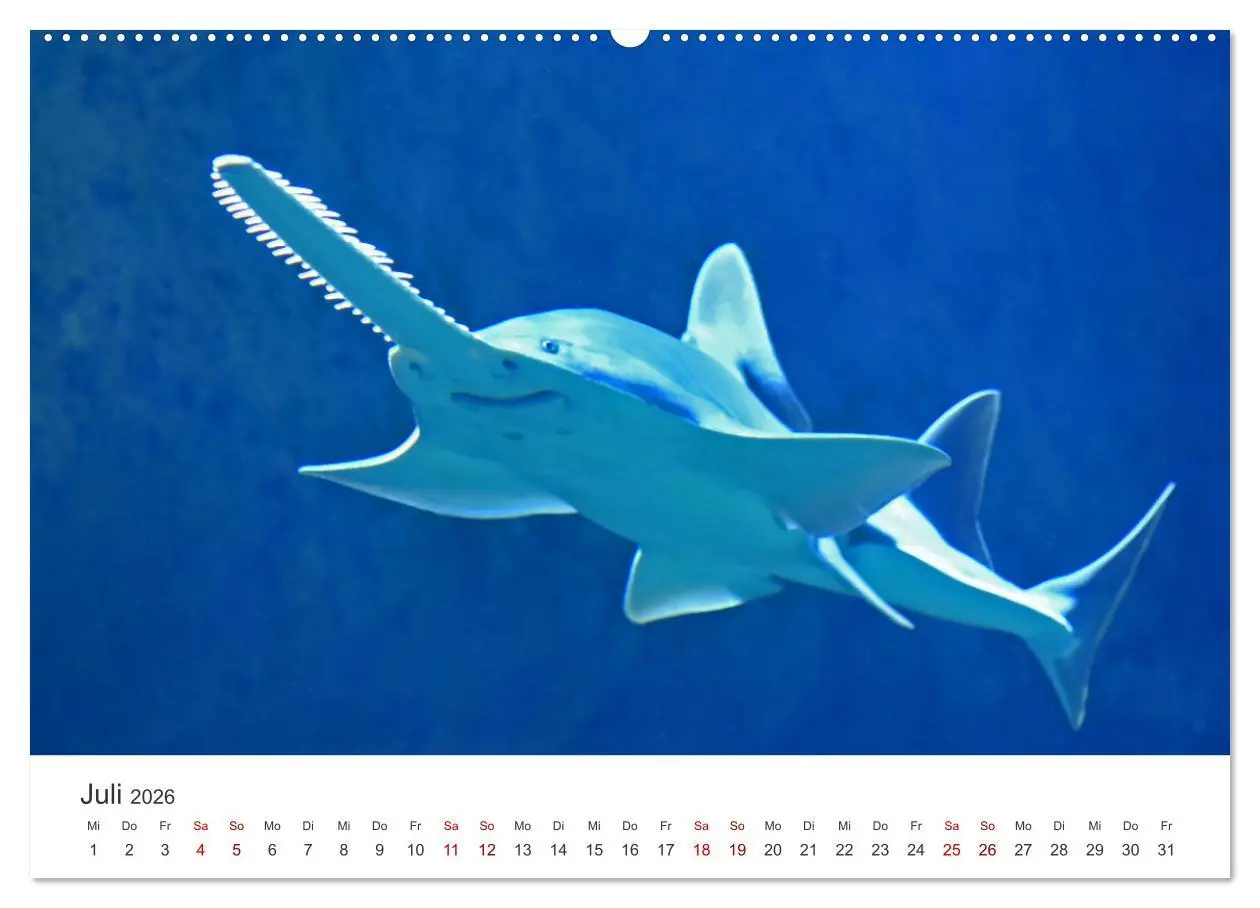 Bild: 9783457610053 | Haie - Könige der Meere. (Wandkalender 2026 DIN A2 quer), CALVENDO...