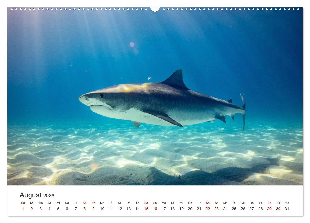 Bild: 9783457610053 | Haie - Könige der Meere. (Wandkalender 2026 DIN A2 quer), CALVENDO...