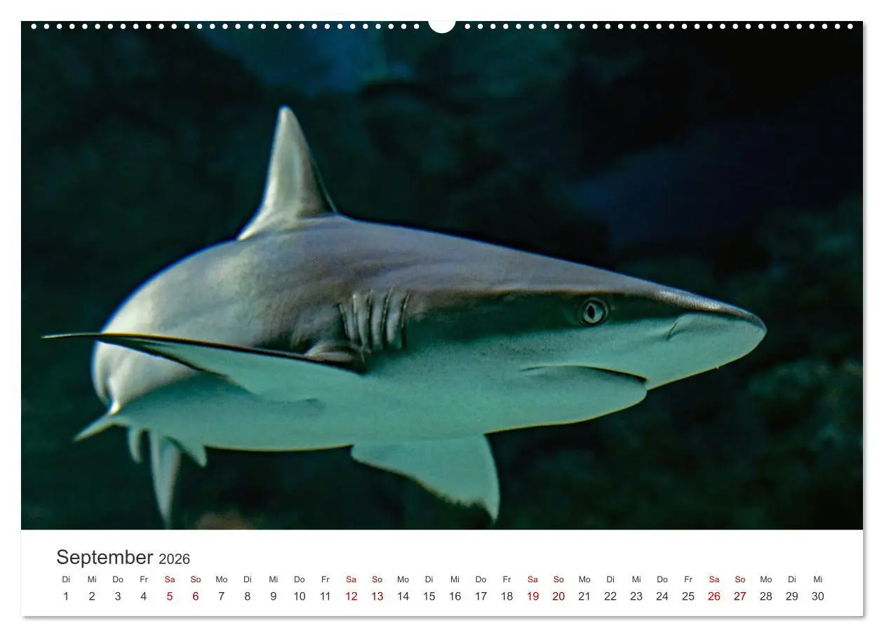 Bild: 9783457610053 | Haie - Könige der Meere. (Wandkalender 2026 DIN A2 quer), CALVENDO...
