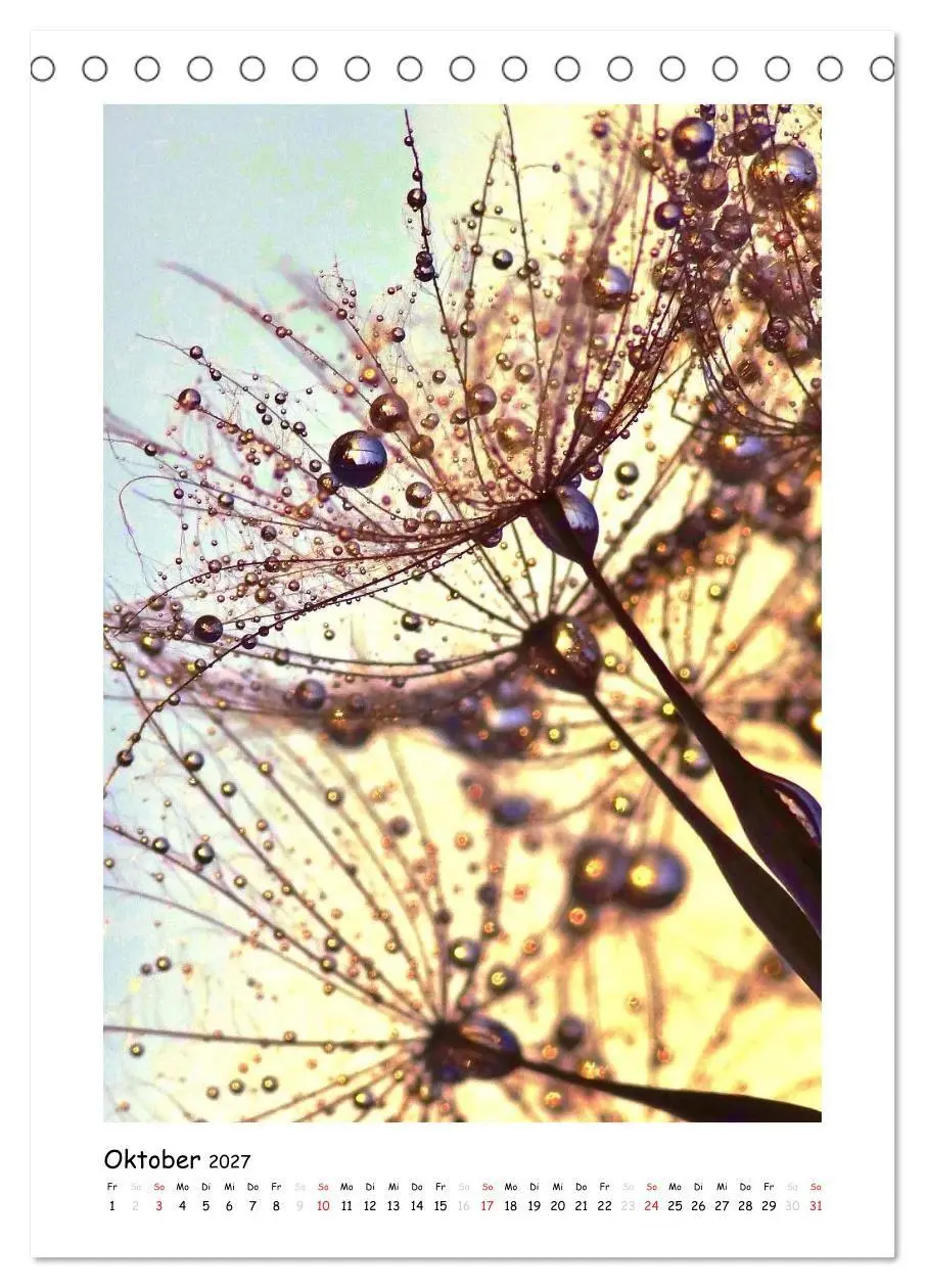 Bild: 9783594080153 | Die Pusteblume neu erleben (Tischkalender 2027 DIN A5 hoch),...