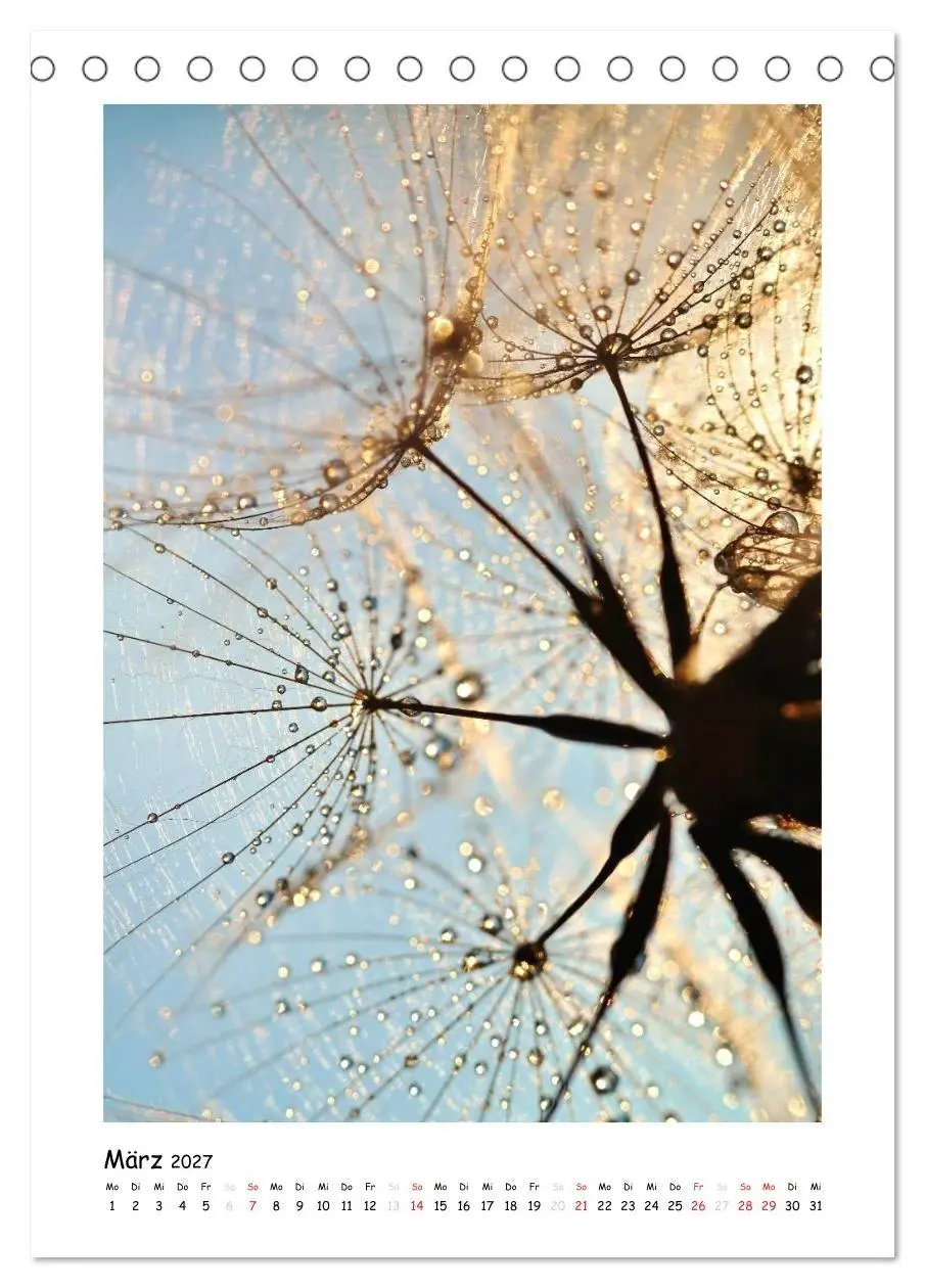 Bild: 9783594080153 | Die Pusteblume neu erleben (Tischkalender 2027 DIN A5 hoch),...
