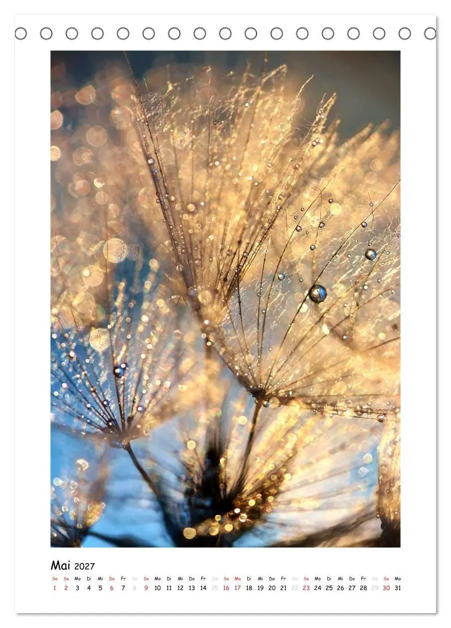 Bild: 9783594080153 | Die Pusteblume neu erleben (Tischkalender 2027 DIN A5 hoch),...