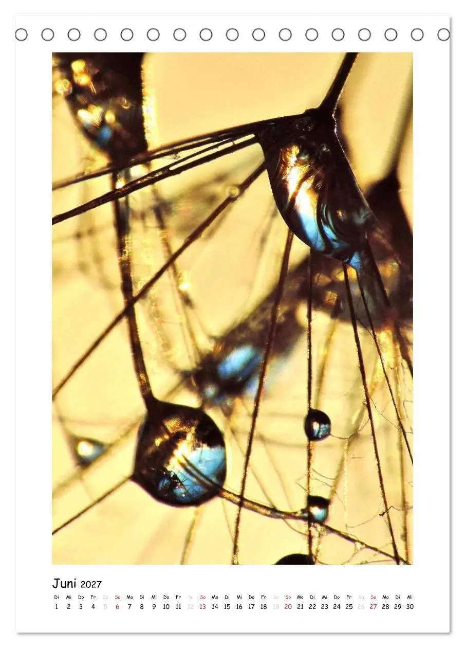 Bild: 9783594080153 | Die Pusteblume neu erleben (Tischkalender 2027 DIN A5 hoch),...