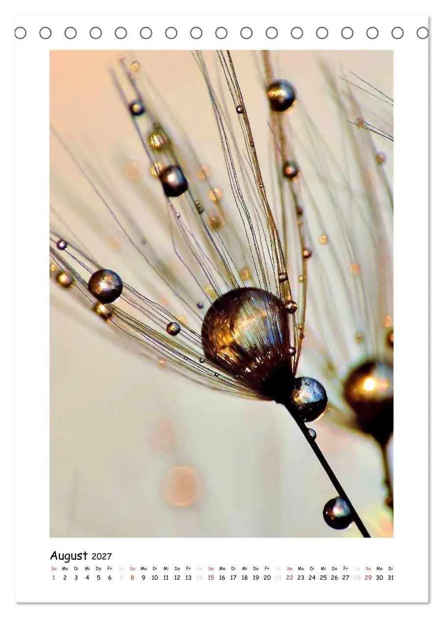 Bild: 9783594080153 | Die Pusteblume neu erleben (Tischkalender 2027 DIN A5 hoch),...