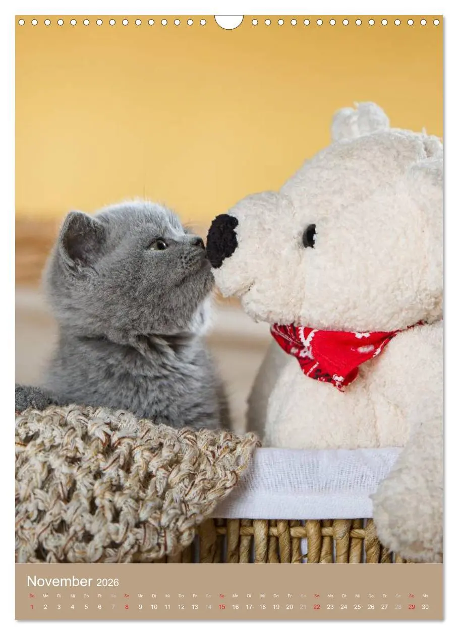 Bild: 9783516470253 | Britisch Kurzhaar Katzenkalender (Wandkalender 2026 DIN A3 hoch),...