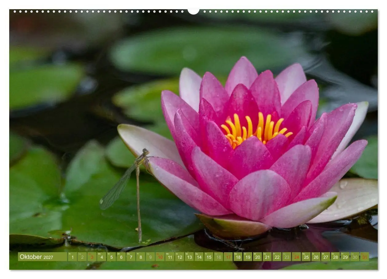 Bild: 9783569630253 | Zauberhafte Seerosen (Wandkalender 2027 DIN A2 quer), CALVENDO...