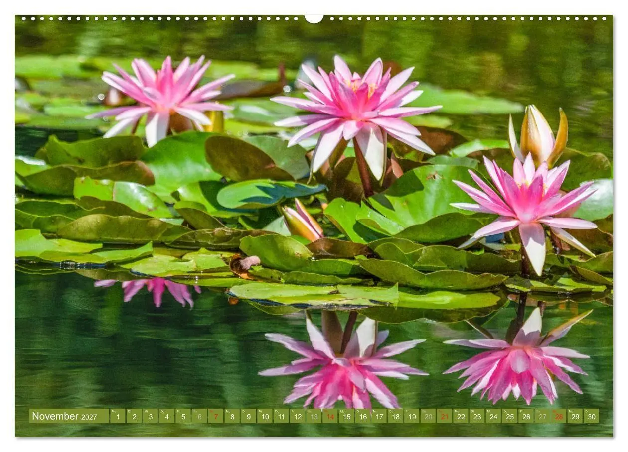 Bild: 9783569630253 | Zauberhafte Seerosen (Wandkalender 2027 DIN A2 quer), CALVENDO...