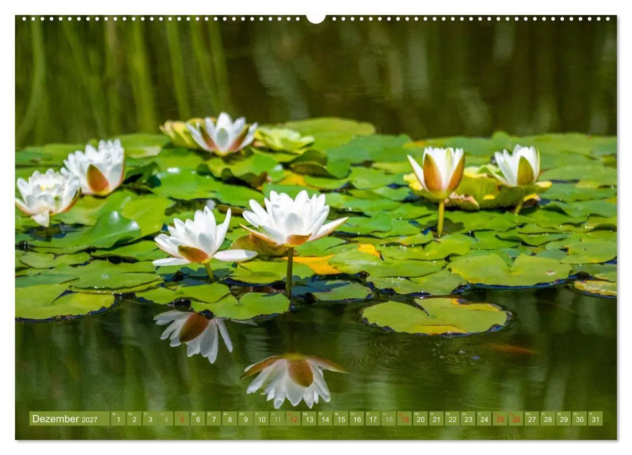 Bild: 9783569630253 | Zauberhafte Seerosen (Wandkalender 2027 DIN A2 quer), CALVENDO...