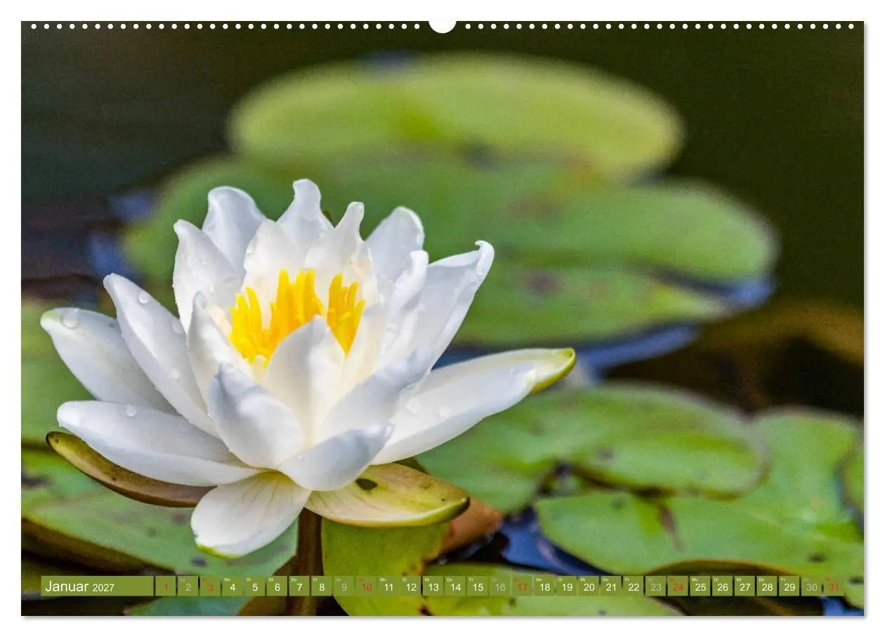 Bild: 9783569630253 | Zauberhafte Seerosen (Wandkalender 2027 DIN A2 quer), CALVENDO...