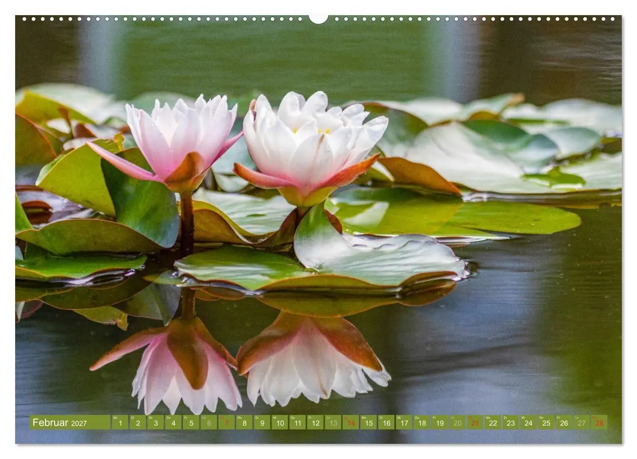 Bild: 9783569630253 | Zauberhafte Seerosen (Wandkalender 2027 DIN A2 quer), CALVENDO...