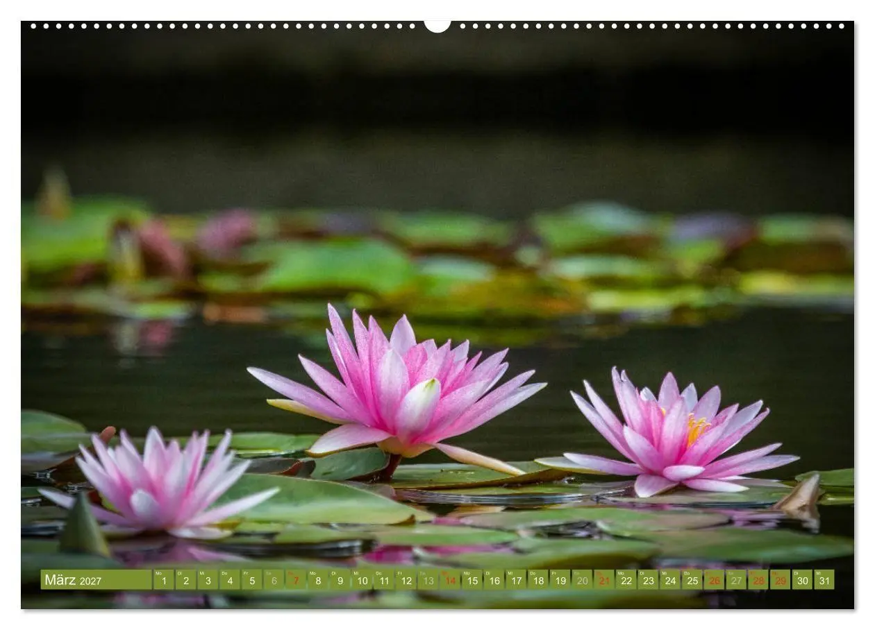 Bild: 9783569630253 | Zauberhafte Seerosen (Wandkalender 2027 DIN A2 quer), CALVENDO...