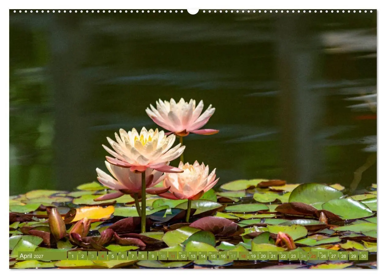 Bild: 9783569630253 | Zauberhafte Seerosen (Wandkalender 2027 DIN A2 quer), CALVENDO...