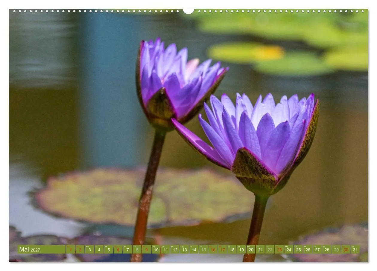 Bild: 9783569630253 | Zauberhafte Seerosen (Wandkalender 2027 DIN A2 quer), CALVENDO...