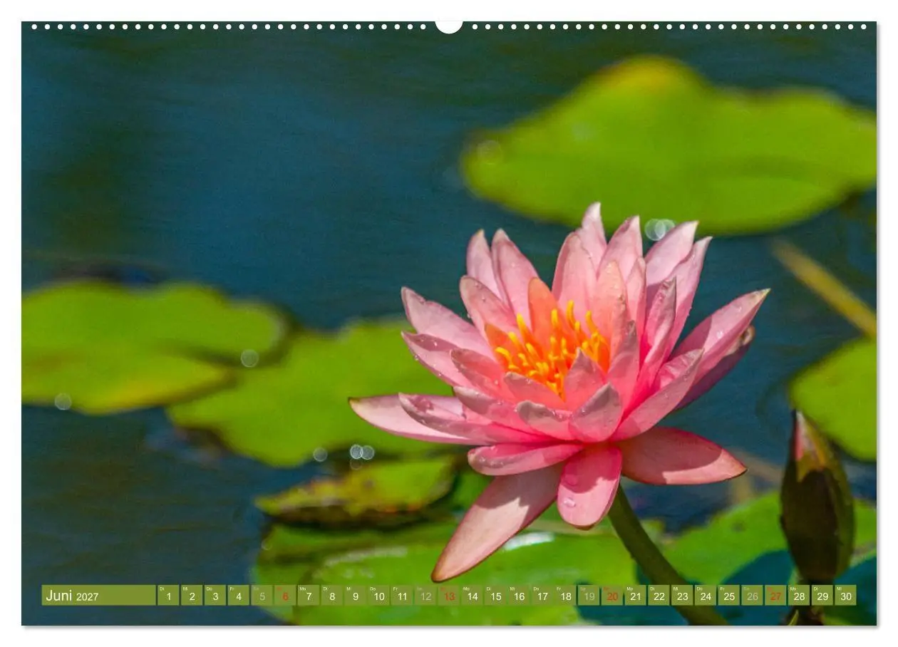 Bild: 9783569630253 | Zauberhafte Seerosen (Wandkalender 2027 DIN A2 quer), CALVENDO...