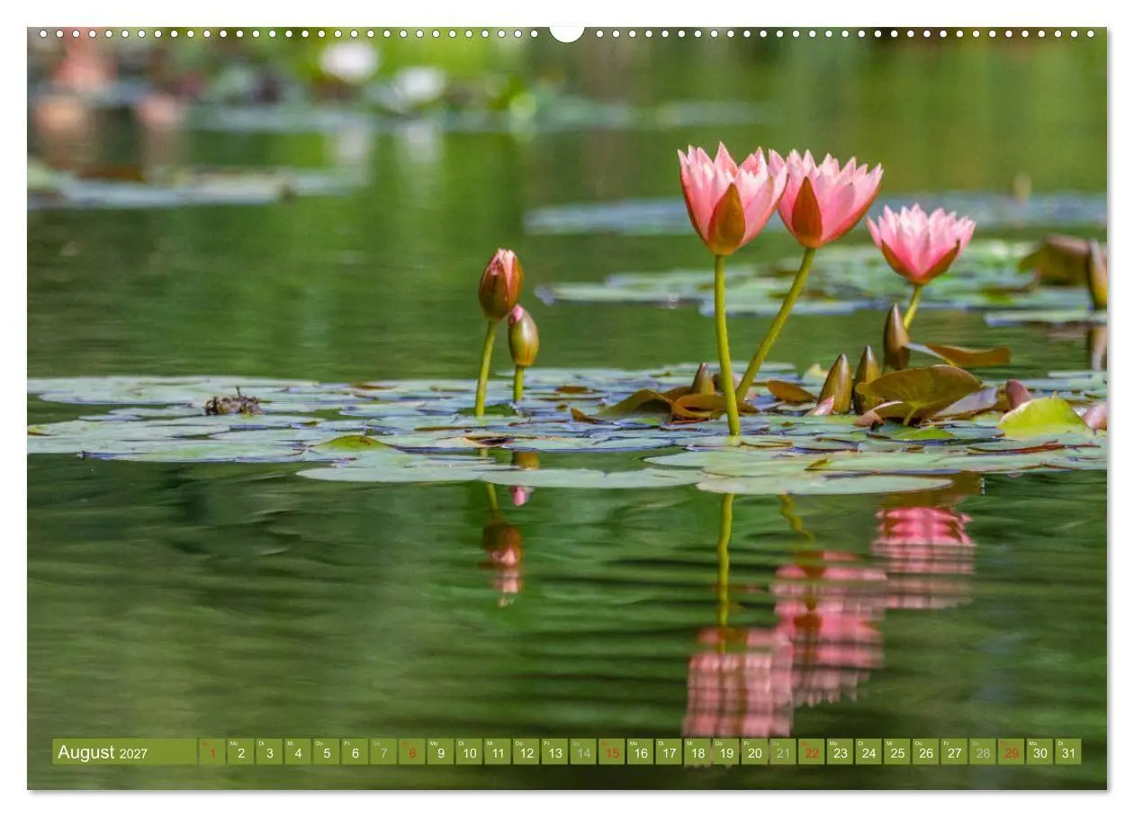 Bild: 9783569630253 | Zauberhafte Seerosen (Wandkalender 2027 DIN A2 quer), CALVENDO...