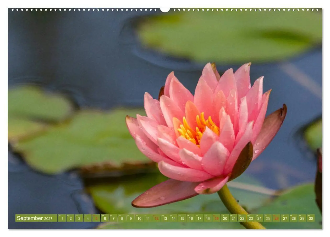 Bild: 9783569630253 | Zauberhafte Seerosen (Wandkalender 2027 DIN A2 quer), CALVENDO...