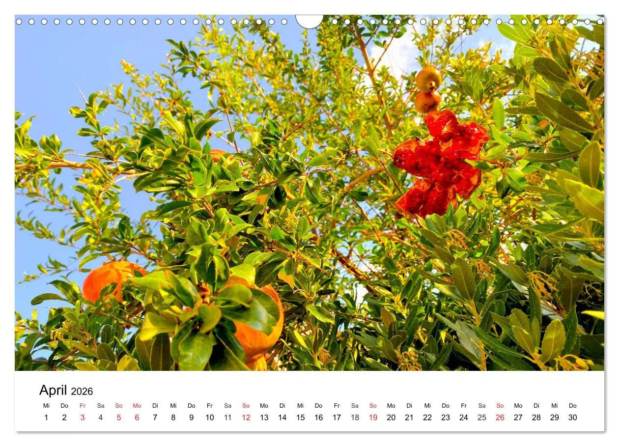 Bild: 9783457750353 | Wandern auf Menorca (Wandkalender 2026 DIN A3 quer), CALVENDO...