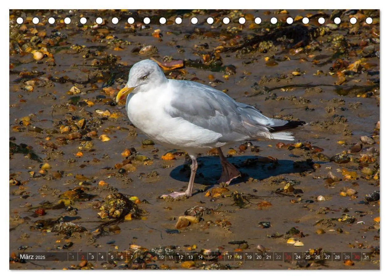 Bild: 9783435270453 | Amrum Insel am Wattenmeer (Tischkalender 2025 DIN A5 quer),...