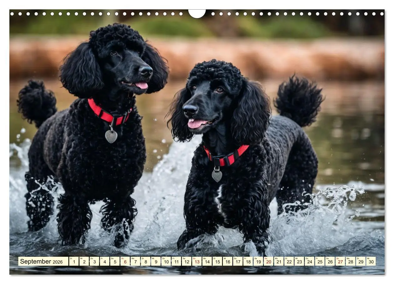 Bild: 9783457400753 | Pudel in allen Farben und Größen (Wandkalender 2026 DIN A3 quer),...