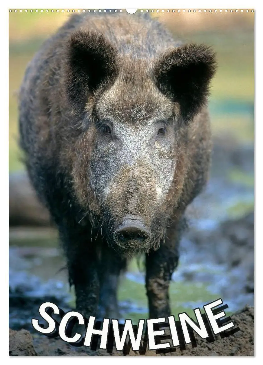 Cover: 9783594190753 | Schweine 2027 (Wandkalender 2027 DIN A2 hoch), CALVENDO Monatskalender