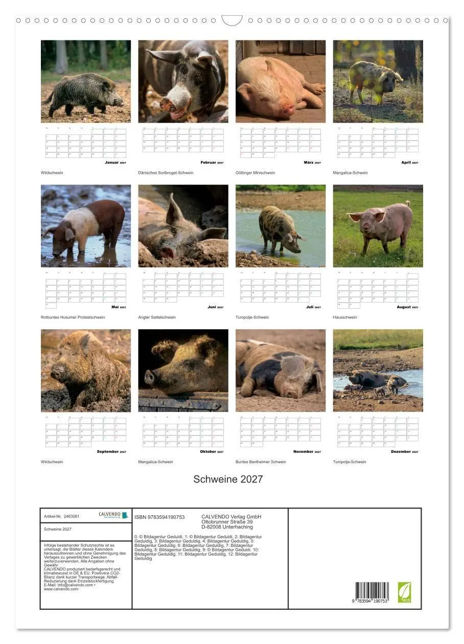 Bild: 9783594190753 | Schweine 2027 (Wandkalender 2027 DIN A2 hoch), CALVENDO Monatskalender
