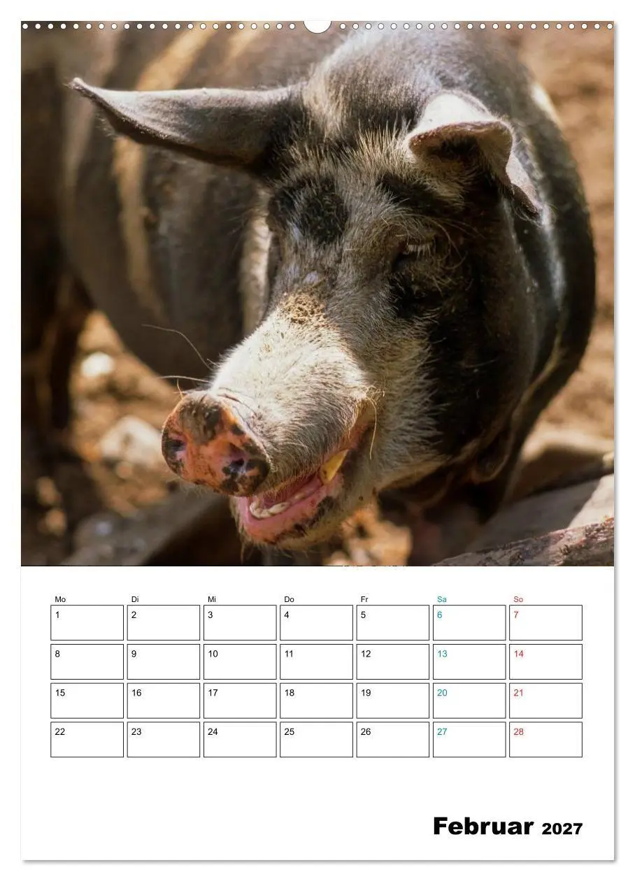Bild: 9783594190753 | Schweine 2027 (Wandkalender 2027 DIN A2 hoch), CALVENDO Monatskalender