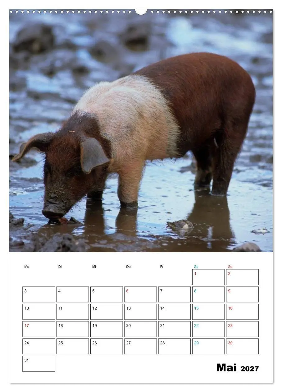 Bild: 9783594190753 | Schweine 2027 (Wandkalender 2027 DIN A2 hoch), CALVENDO Monatskalender