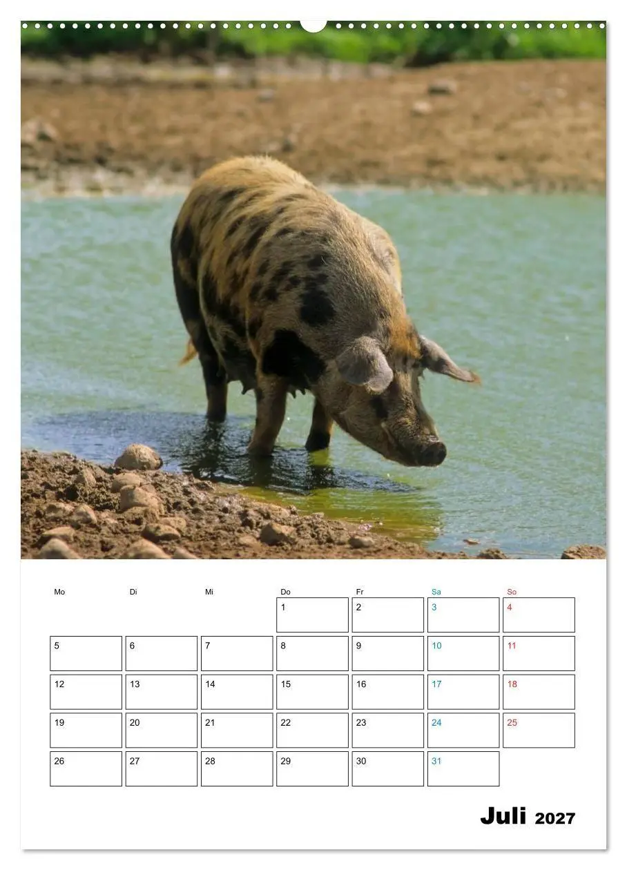 Bild: 9783594190753 | Schweine 2027 (Wandkalender 2027 DIN A2 hoch), CALVENDO Monatskalender
