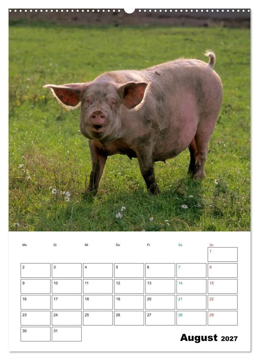 Bild: 9783594190753 | Schweine 2027 (Wandkalender 2027 DIN A2 hoch), CALVENDO Monatskalender