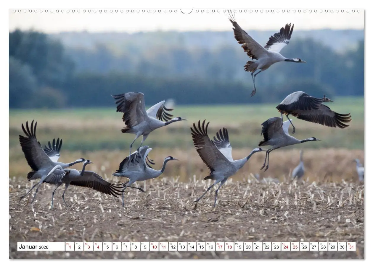Bild: 9783457550953 | Bei den Kranichen (Wandkalender 2026 DIN A2 quer), CALVENDO...