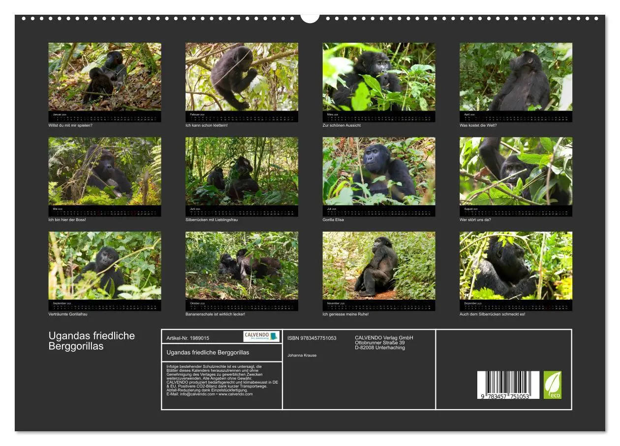 Bild: 9783457751053 | Ugandas friedliche Berggorillas (hochwertiger Premium Wandkalender...