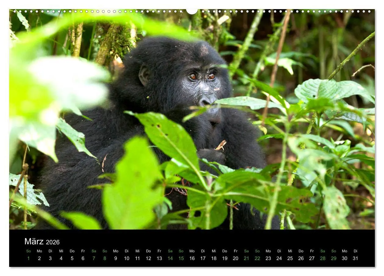 Bild: 9783457751053 | Ugandas friedliche Berggorillas (hochwertiger Premium Wandkalender...