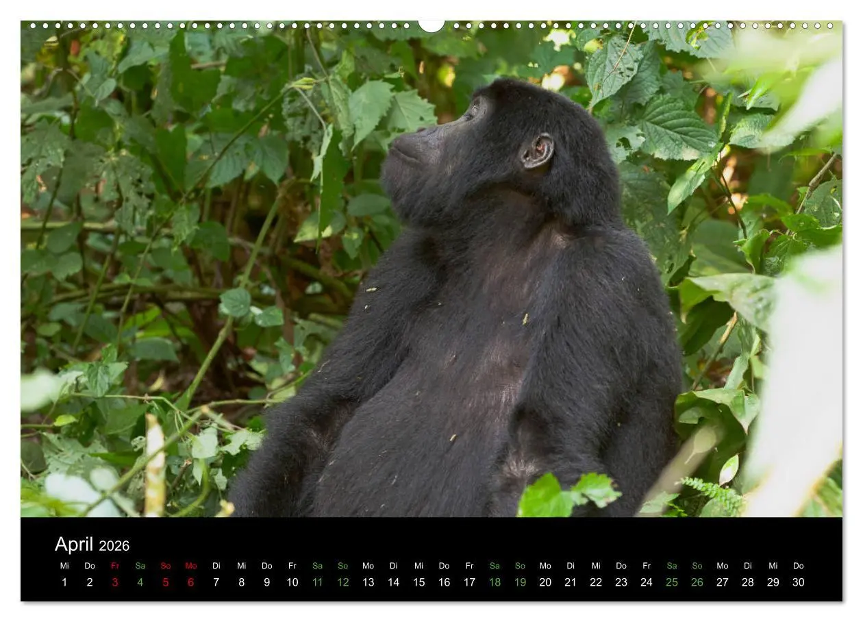 Bild: 9783457751053 | Ugandas friedliche Berggorillas (hochwertiger Premium Wandkalender...