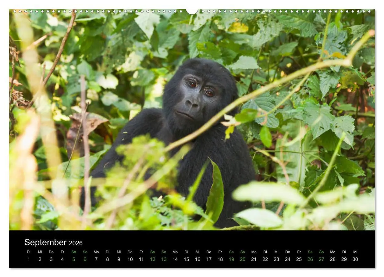 Bild: 9783457751053 | Ugandas friedliche Berggorillas (hochwertiger Premium Wandkalender...