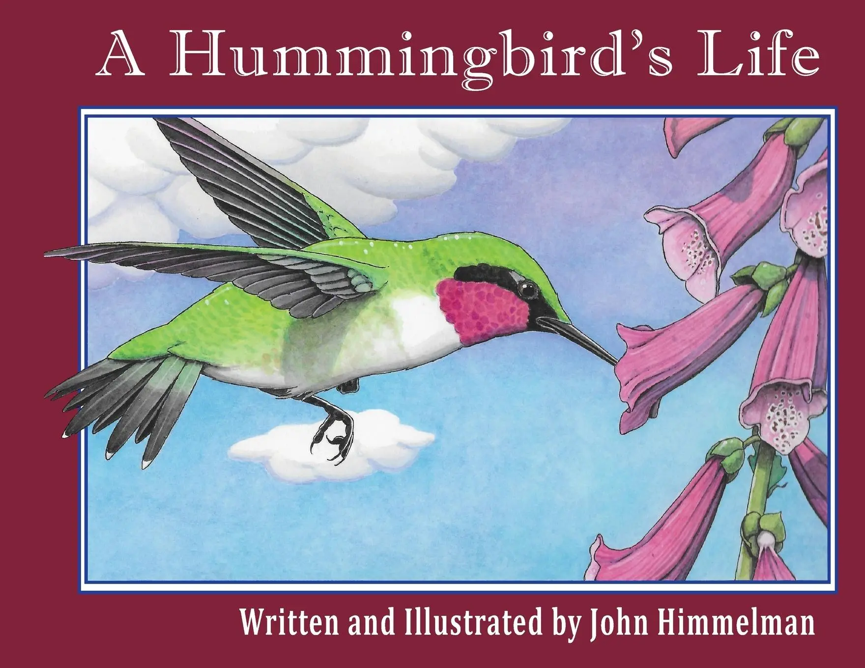 Cover: 9781956381153 | A Hummingbird's Life | John Himmelman | Taschenbuch | Englisch | 2022