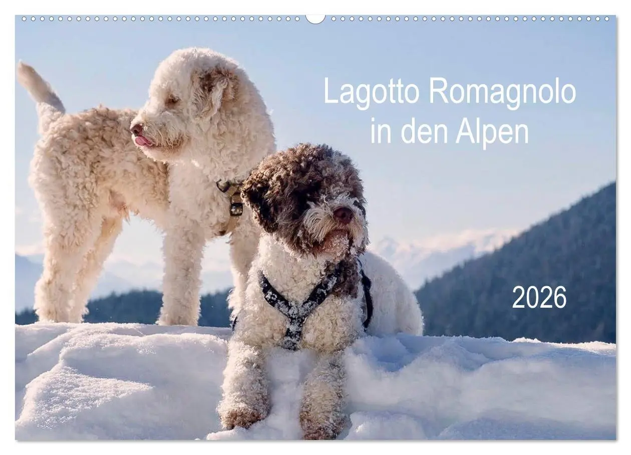 Cover: 9783457811153 | Lagotto Romagnolo in den Alpen 2026 (Wandkalender 2026 DIN A2...