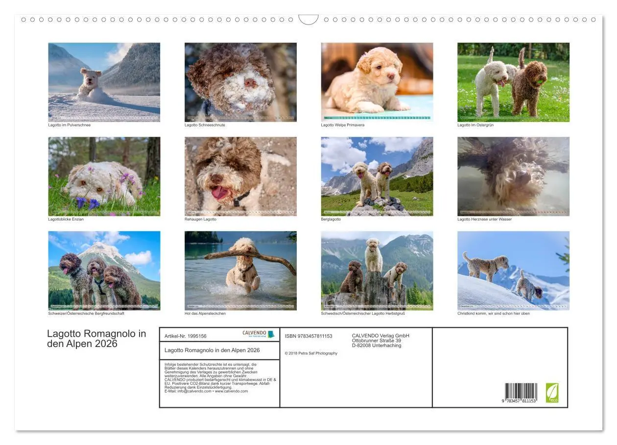Bild: 9783457811153 | Lagotto Romagnolo in den Alpen 2026 (Wandkalender 2026 DIN A2...