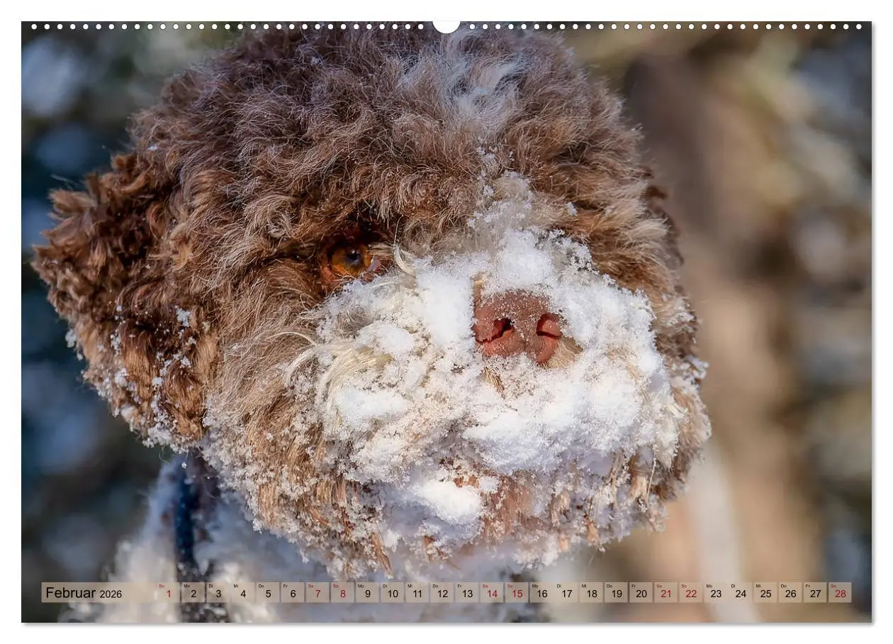 Bild: 9783457811153 | Lagotto Romagnolo in den Alpen 2026 (Wandkalender 2026 DIN A2...