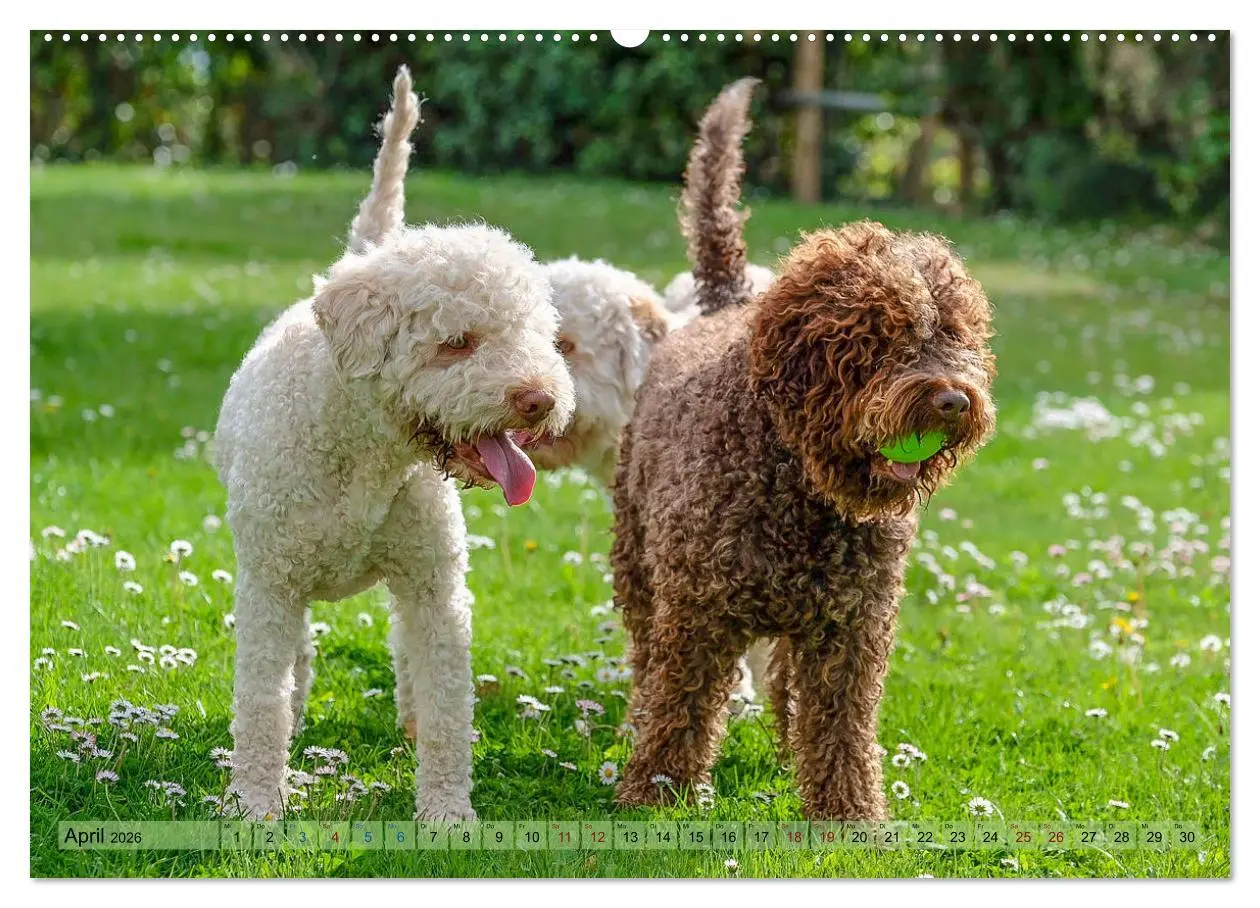 Bild: 9783457811153 | Lagotto Romagnolo in den Alpen 2026 (Wandkalender 2026 DIN A2...