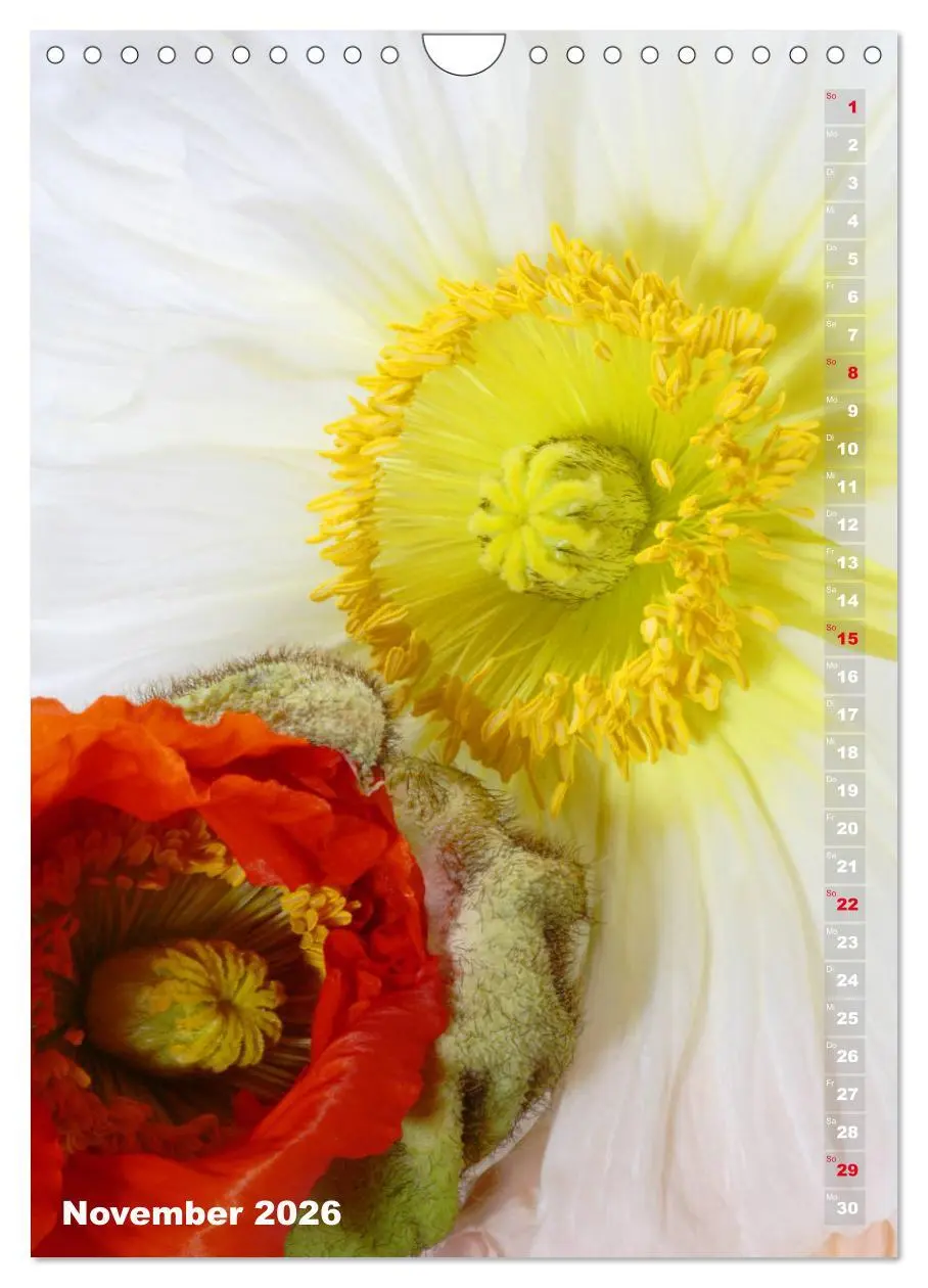 Bild: 9783516381153 | Mohn - Ein Blütentraum (Wandkalender 2026 DIN A4 hoch), CALVENDO...