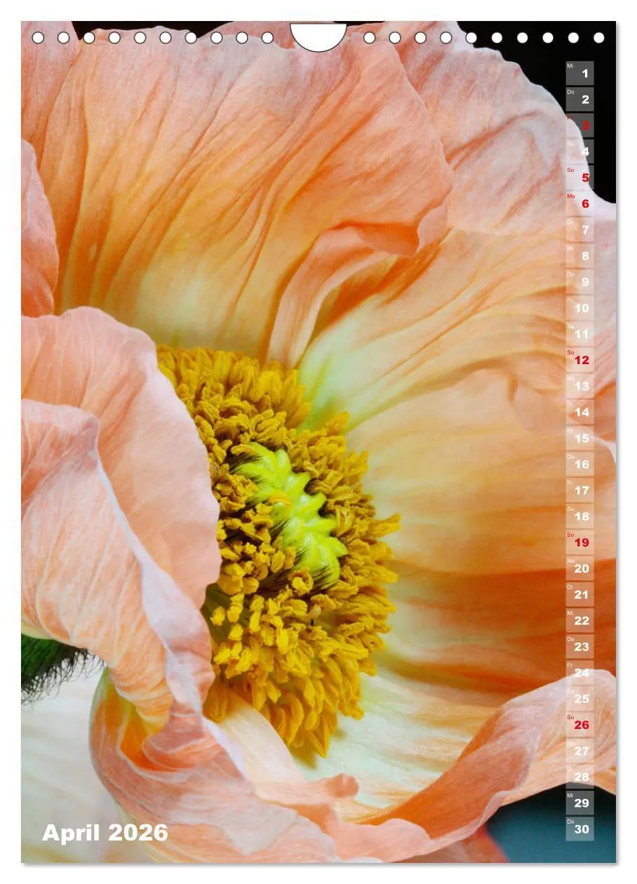 Bild: 9783516381153 | Mohn - Ein Blütentraum (Wandkalender 2026 DIN A4 hoch), CALVENDO...