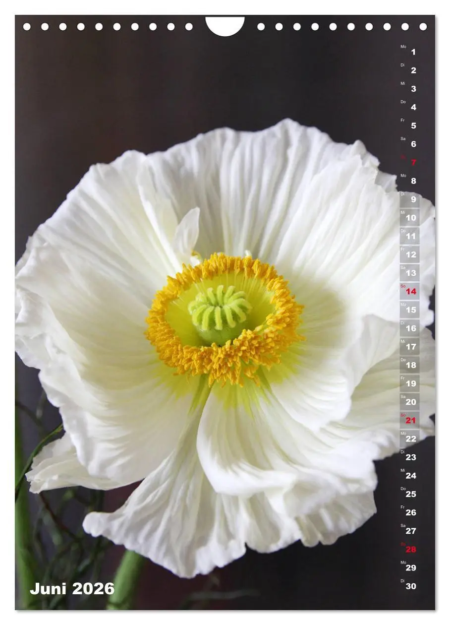 Bild: 9783516381153 | Mohn - Ein Blütentraum (Wandkalender 2026 DIN A4 hoch), CALVENDO...